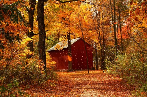 Image red and brown wooden house surrounded by trees