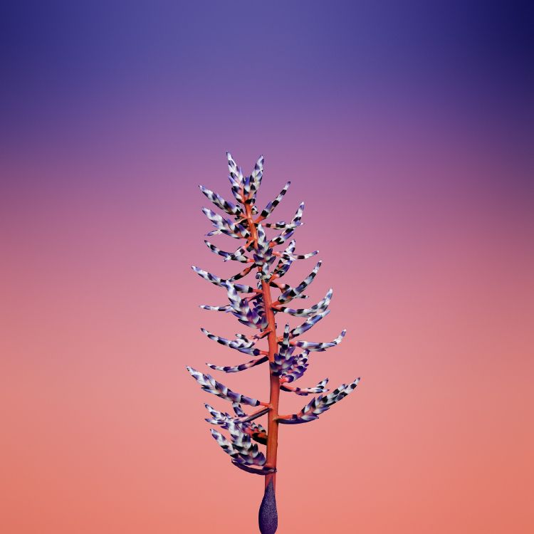 IPad, Apple, IOS 11, Äpfeln, Ios 11 Blume. Wallpaper in 2524x2524 Resolution