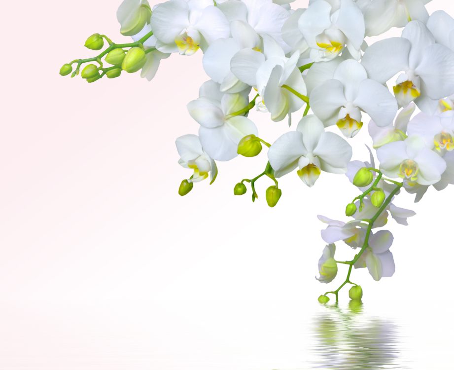 Wallpaper White Flowers on White Background, Background - Download Free  Image
