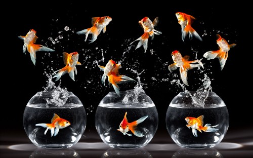 Image orange and white koi fish