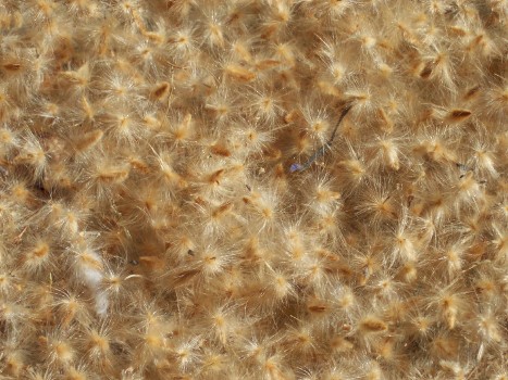 Wallpaper Brown and White Fur Textile, Background - Download Free Image