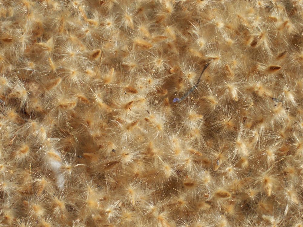 Brown and White Fur Textile. Wallpaper in 2580x1932 Resolution