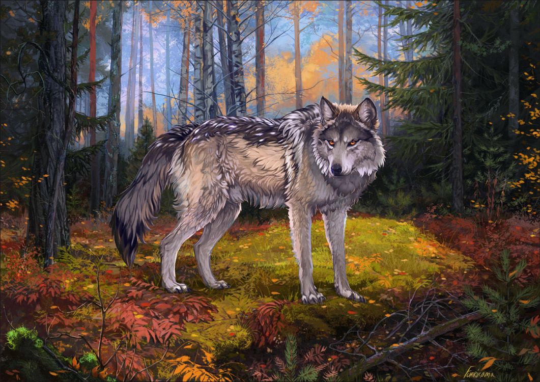 狼, 野生动物, Saarloos那只狼狗, 红色狼, 那只狼狗 壁纸 3000x2120 允许