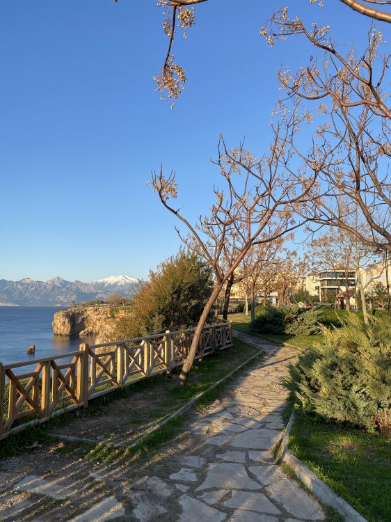 科学, 生物学, 物理学, 植被, 阳光 壁纸 1536x2048 允许