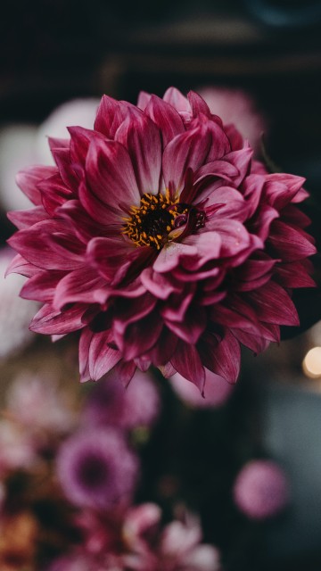 Image pink flower in tilt shift lens