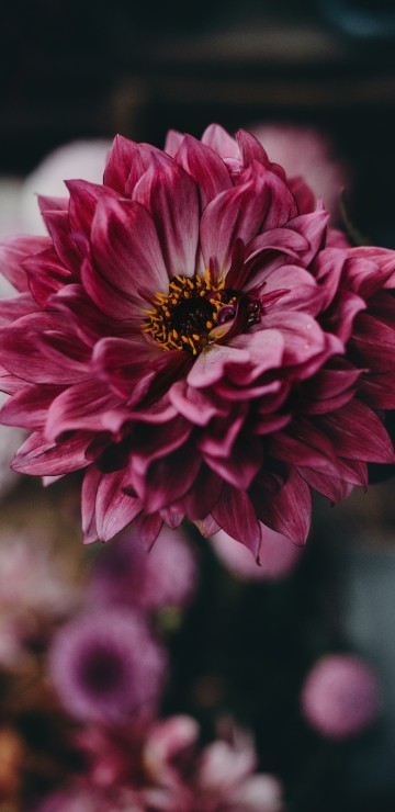 Image pink flower in tilt shift lens
