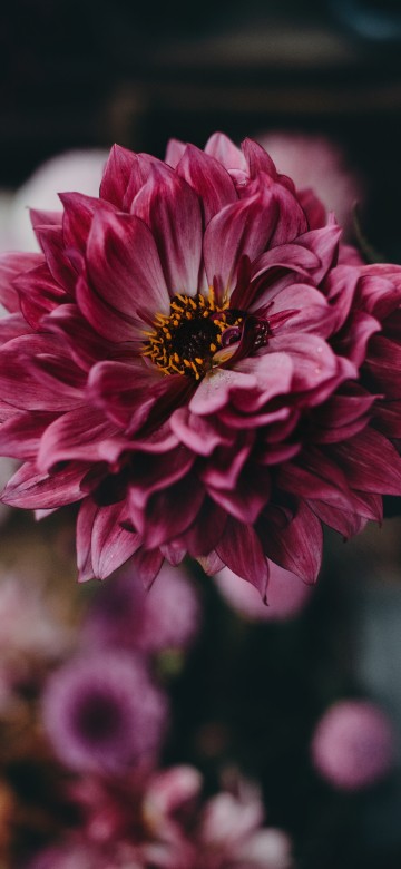 Image pink flower in tilt shift lens