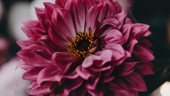 Image pink flower in tilt shift lens
