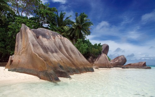 Image brown rock formation near green palm tree during daytime