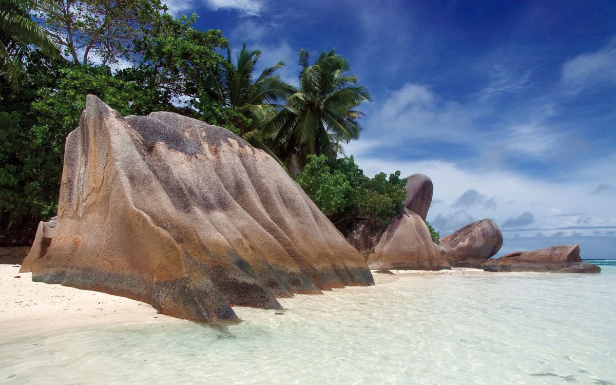 brown rock formation near green palm tree during daytime