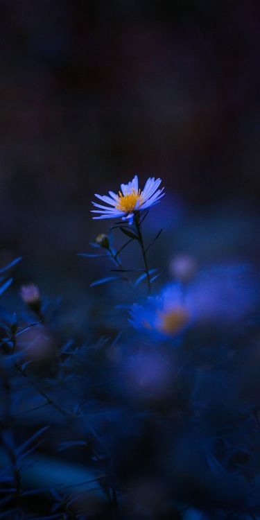 Blue, Pétale, Purple, Plante Herbacée, la Floraison de la Plante. Wallpaper in 2592x5184 Resolution