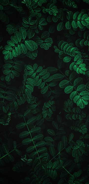 Image ios, iOS 13, apples, leaf, branch