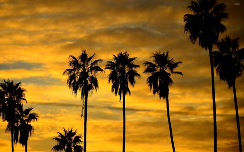 Image silhouette of palm trees under cloudy sky during daytime