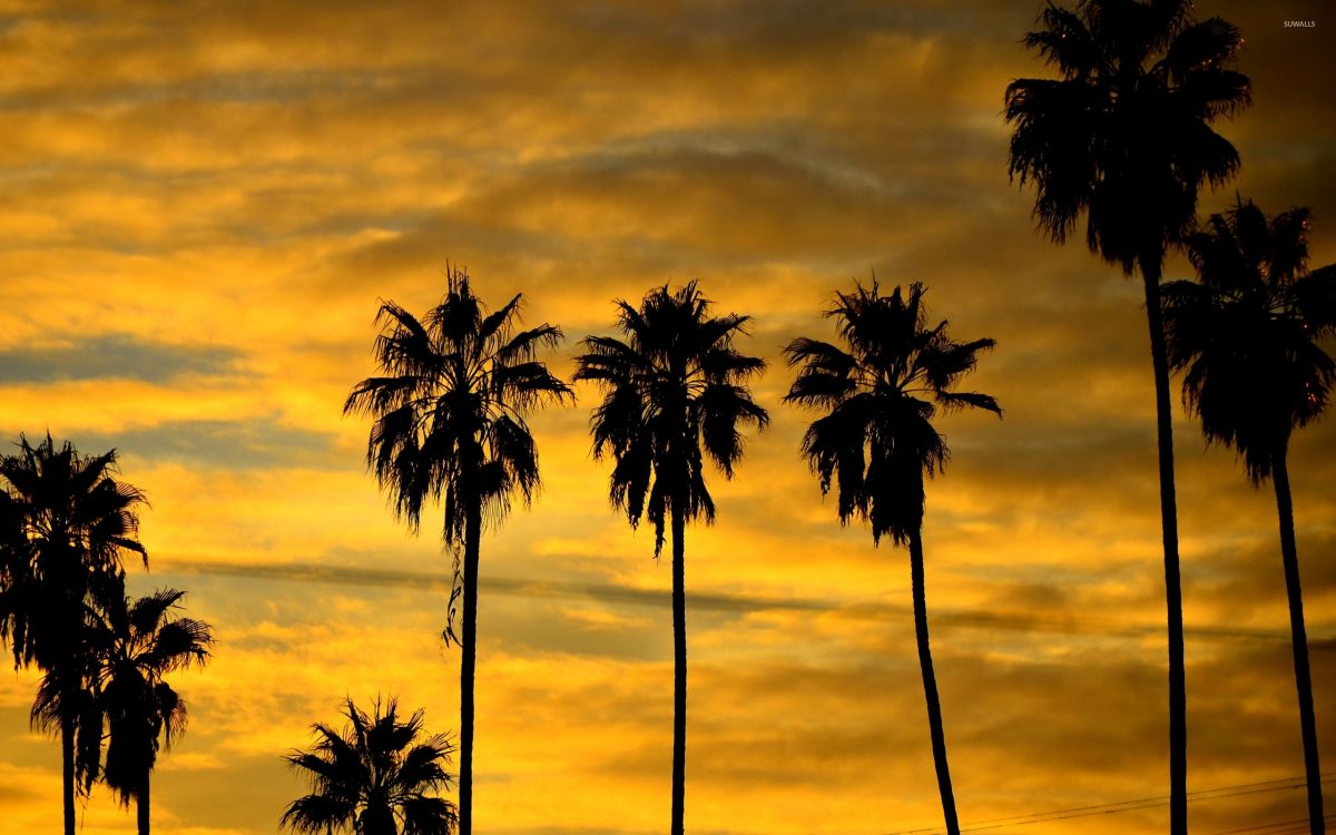 silhouette of palm trees under cloudy sky during daytime