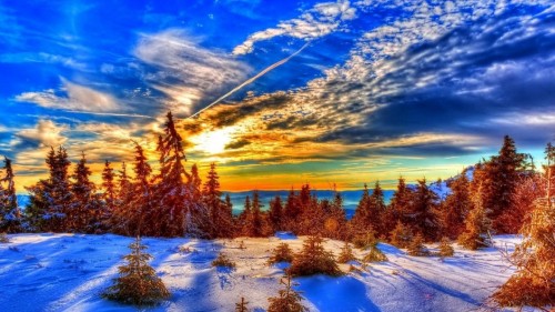 Image green trees on snow covered ground under blue sky and white clouds during daytime