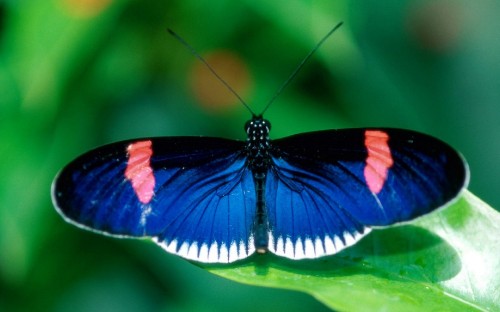 Image blue black and white butterfly on green leaf