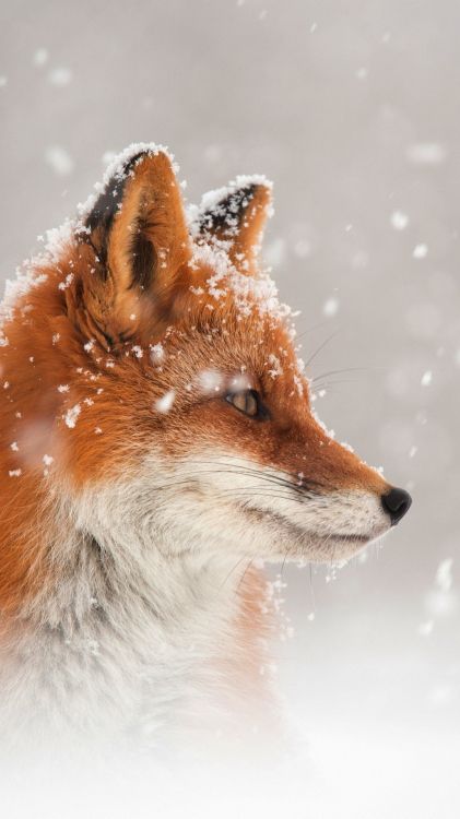 le Renard Arctique, Fox, Tête, Race de Chien, Carnivores. Wallpaper in 1080x1920 Resolution