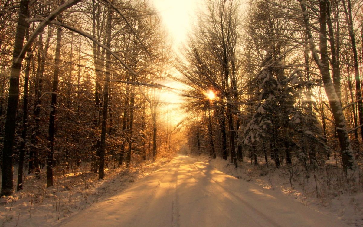 冬天, 性质, 阳光, 光, 森林 壁纸 2560x1600 允许