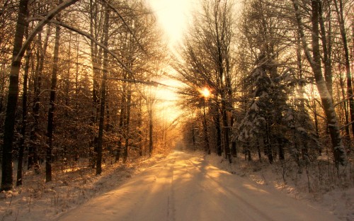 Image snow covered road between bare trees during daytime