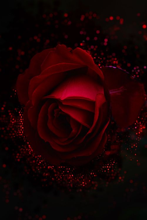 Rose Rouge Avec Des Gouttelettes D'eau. Wallpaper in 2848x4272 Resolution