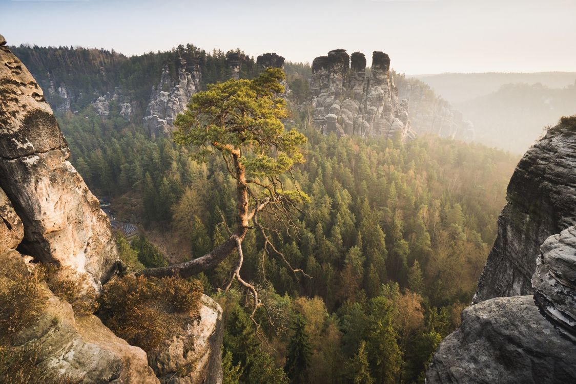 Tagsüber Grüne Bäume Auf Dem Berg. Wallpaper in 2560x1707 Resolution