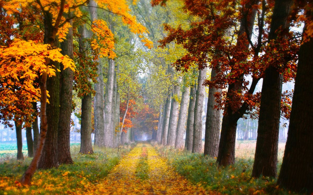 yellow and green trees on green grass field during daytime