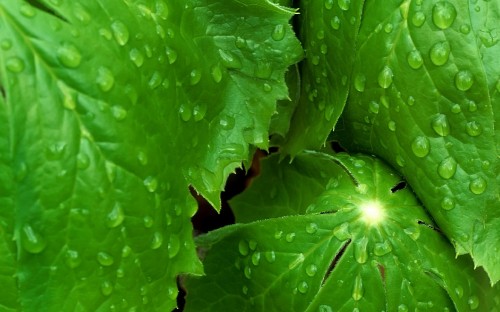 Image water droplets on green leaves