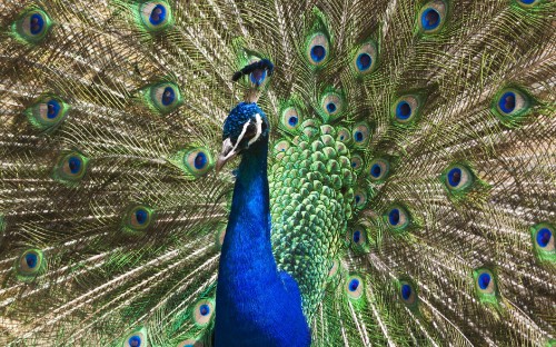 Image blue peacock in close up photography