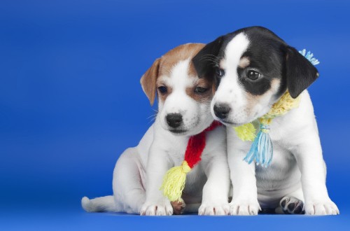 Image white and brown short coated puppy