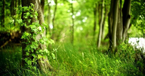 Image green grass field during daytime