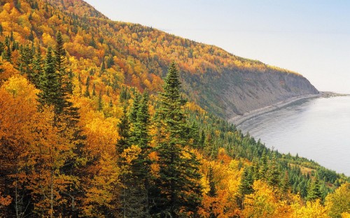 Image green and brown trees near body of water during daytime