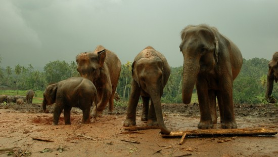 Image 2 brown elephants walking on brown dirt during daytime