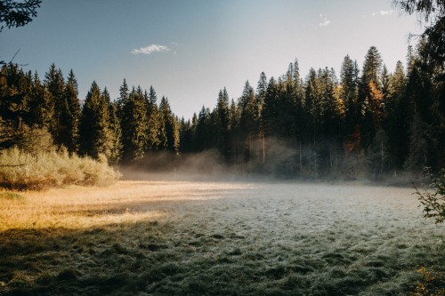 Image mt hood national forest, forest, Forestry, art, cloud