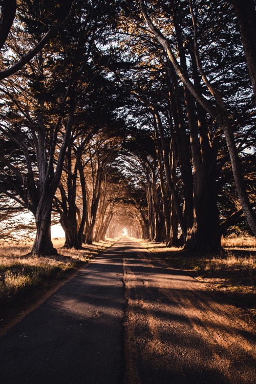 Image gray concrete road between trees during daytime