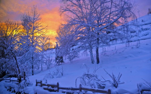 Image leafless trees on snow covered ground during sunset