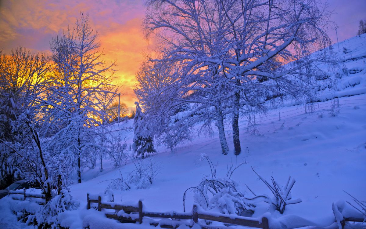 Kahlen Bäume Auf Schneebedecktem Boden Bei Sonnenuntergang. Wallpaper in 3840x2400 Resolution