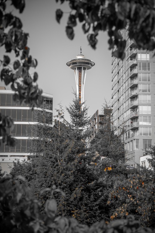 Image green tree with yellow string lights near white high rise building during daytime