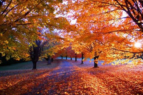 Image people walking on park with brown leaves trees during daytime