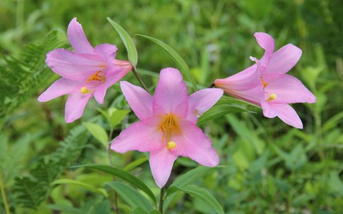 Image pink flower in tilt shift lens