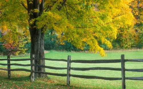 Image brown wooden fence near green and yellow trees during daytime