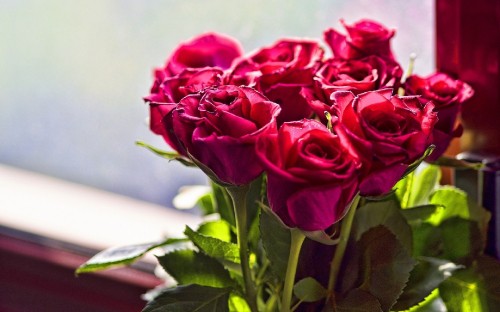 Image red roses in white ceramic vase