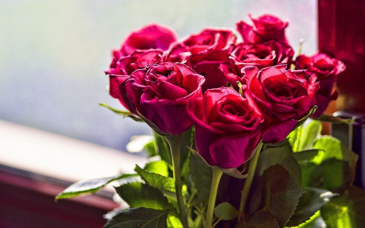 显花植物, 玫瑰花园, 粉红色, 红色的, 玫瑰家庭 壁纸 1920x1200 允许