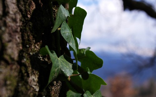 Image green plant on brown rock