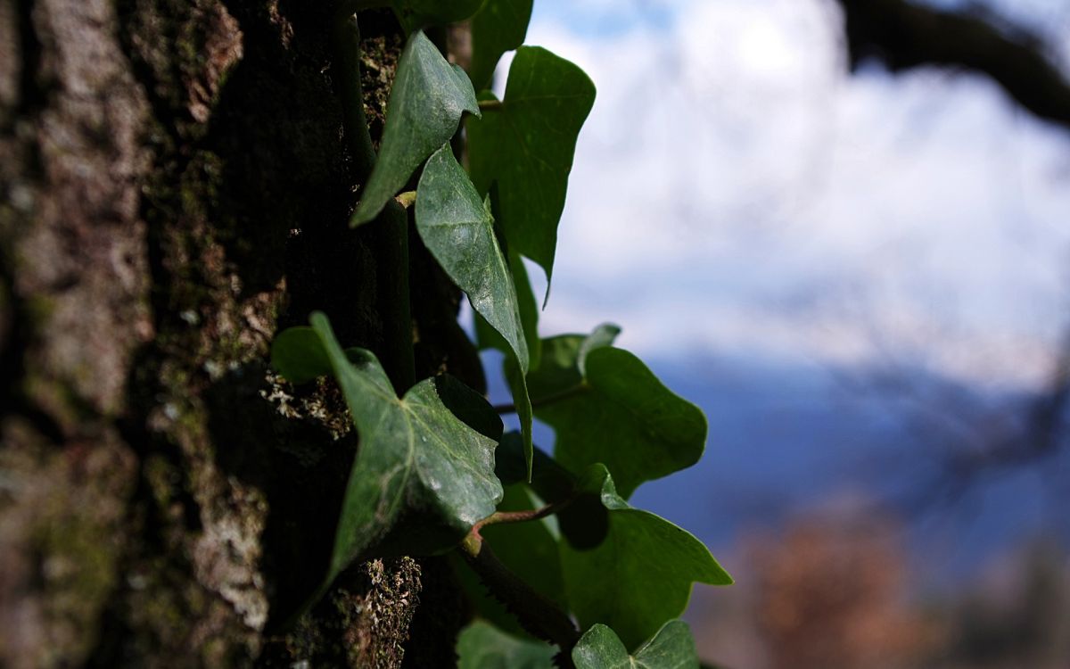 green plant on brown rock