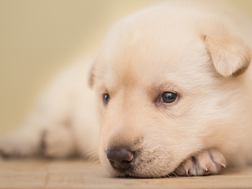 Image white short coated puppy lying on brown wooden floor