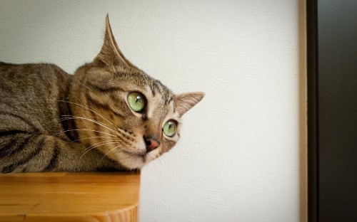 Image brown tabby cat on brown wooden table