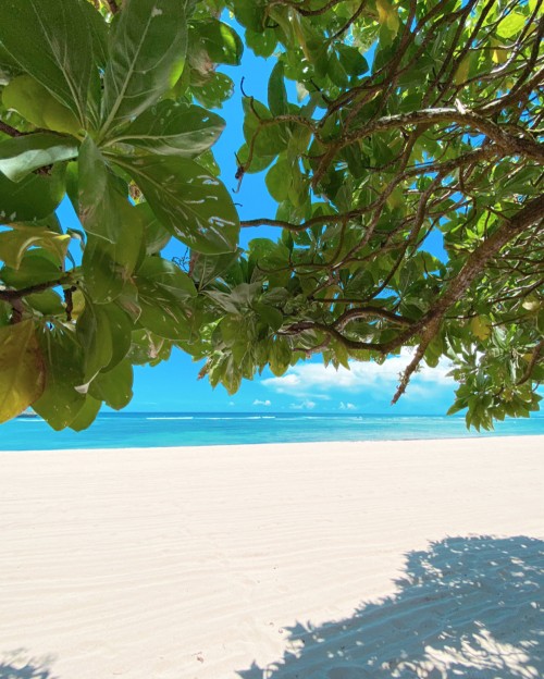 Image water, palm trees, branch, leaf, azure