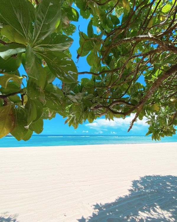 water, palm trees, branch, leaf, azure