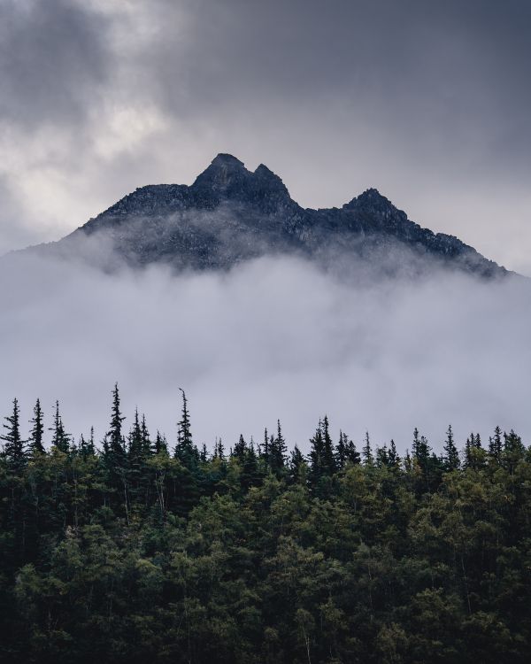 Bergigen Landschaftsformen, Fichten-Tannen-Wälder, Mount Scenery, Wildnis, Nebel. Wallpaper in 5304x6630 Resolution