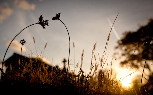 Image silhouette of grass during sunset